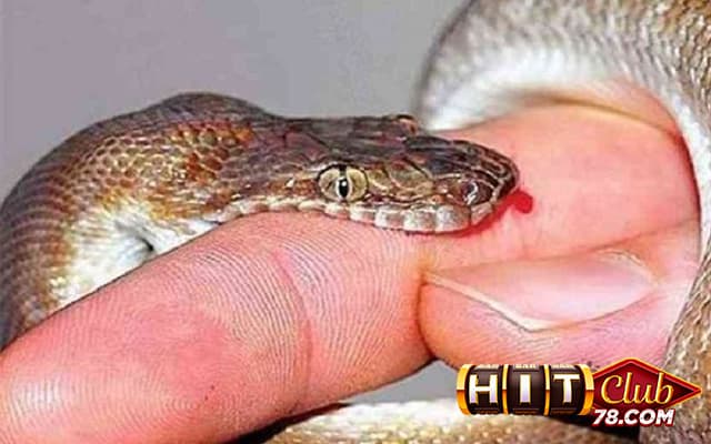 Nằm mơ thấy rắn cắn người khác