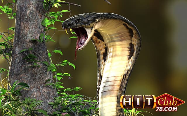 Nằm mơ thấy rắn hổ mang